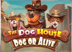 the dog house